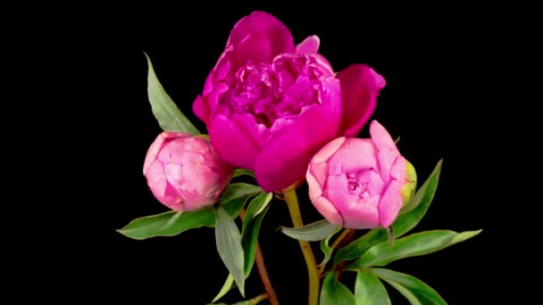 牡丹の花 黒を背景に3つの美しいピンク牡丹の花を開く時間の経過 — ストック動画