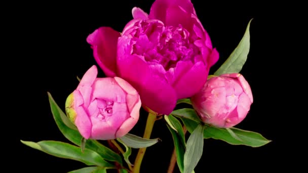 Peony Blossoms Tempo Abertura Três Belas Flores Peônia Rosa Fundo — Vídeo de Stock