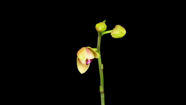 Bloeiende Geel Roze Orchidee Phalaenopsis Bloem Zwarte Achtergrond Tijdsverloop — Stockvideo