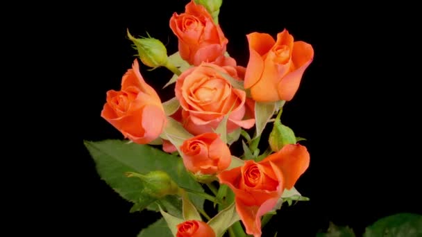 Vacker Tid Förflutit Att Öppna Orange Rosor Blommor Svart Bakgrund — Stockvideo