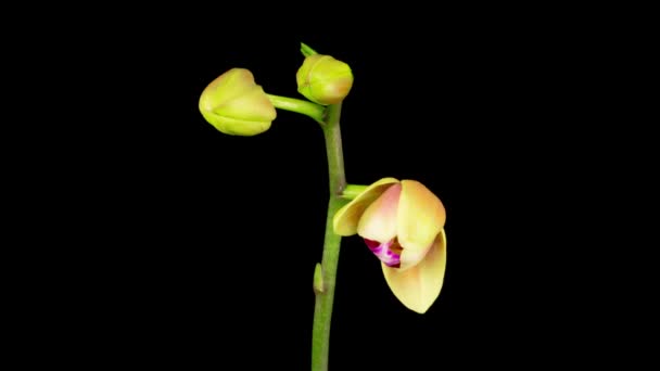 Çiçek Açan Sarı Siyah Arkaplanda Pembe Orkide Phalaenopsis Çiçeği Zaman — Stok video