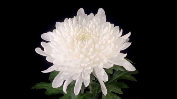 Time Lapse Красивої Білої Квітки Хризантеми Відкриття Чорному Тлі — стокове відео