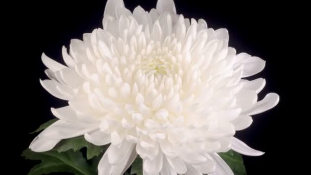 Χρονικό Συνήθειο Του Όμορφου Λευκού Χρυσάνθεμα Λουλούδι Άνοιγμα Μαύρο Φόντο — Αρχείο Βίντεο