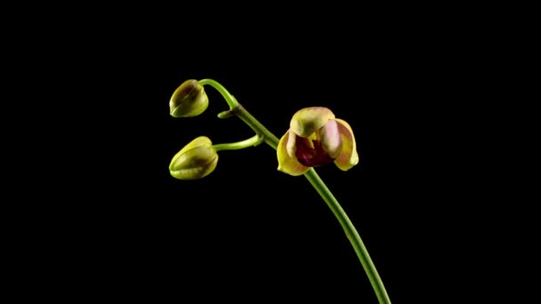 Orkidéblommorna Öppnande Vacker Gul Rosa Orkidé Phalaenopsis Blomma Svart Bakgrund — Stockvideo