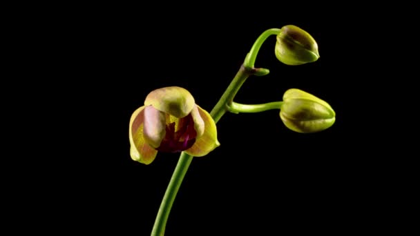 Orchid Blossoms Apertura Hermoso Amarillo Pink Orchid Phalaenopsis Flor Sobre — Vídeo de stock