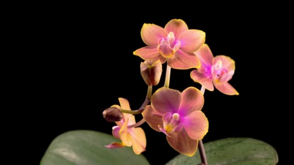 Blommande Persika Orkidé Phalaenopsis Blomma Svart Bakgrund Tidsförlopp — Stockvideo