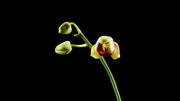 Orchid Blossoms Blooming Yellow Pink Orchid Phalaenopsis Flower Black Background — Stock Video