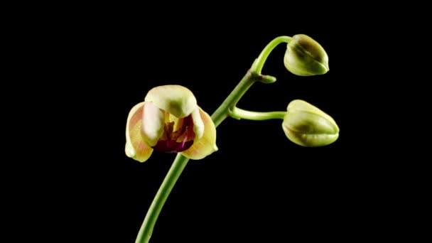 Orchid Blossoms Blooming Yellow Pink Orchid Phalaenopsis Flower Black Background — Stock Video