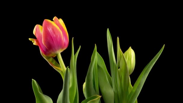 Hermoso Timelapse Flores Tulipanes Rojos Floreciendo Sobre Fondo Negro — Vídeo de stock