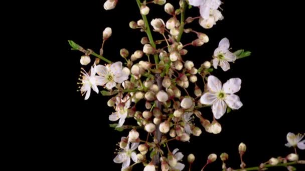 Körsbärsblomma Vita Blommor Öppnar Grenarna Körsbärsträd Mörk Bakgrund Tidsförlopp — Stockvideo