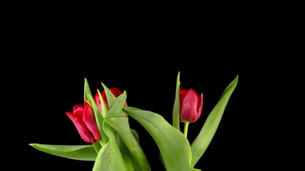 Schöne Zeitraffer Von Roten Tulpen Blumen Blühen Auf Schwarzem Hintergrund — Stockvideo