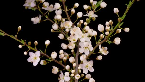 Cherry Blossom Bílé Květy Otevírají Větvích Třešňového Stromu Tmavé Pozadí — Stock video