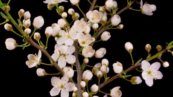 Cherry Blossom Flores Brancas Abertura Nas Filiais Cherry Tree Fundo — Vídeo de Stock