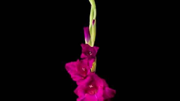 Fioletowe Kwiaty Gladiolus Piękny Czas Upływu Otwarcia Fioletowy Kwiat Gladiolus — Wideo stockowe