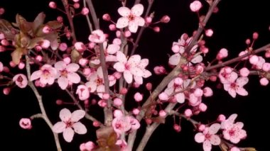 Dallı kiraz ağacında pembe çiçekler açarlar. Karanlık Arkaplan. Zaman Süreleri.