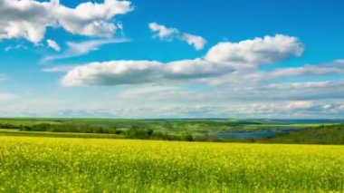 Mavi Gök 'ün altında kabarık bulutlu çiçek açan bir tecavüz tohumu tarlası. Zaman Uygulaması.