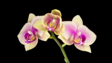 Çiçek açan Sarı - Siyah Arkaplanda Pembe Orkide Phalaenopsis Çiçeği. Zaman Süreleri.