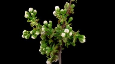 Kiraz çiçeği. Beyaz Çiçekler Kiraz Ağacı 'nda çiçek açıyor. Karanlık Arkaplan. Zaman Süreleri.