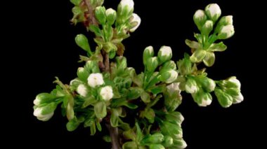 Kiraz çiçeği. Beyaz Çiçekler Kiraz Ağacı 'nda çiçek açıyor. Karanlık Arkaplan. Zaman Süreleri.