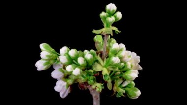 Kiraz çiçeği. Beyaz Çiçekler Kiraz Ağacı 'nda çiçek açıyor. Karanlık Arkaplan. Zaman Süreleri.