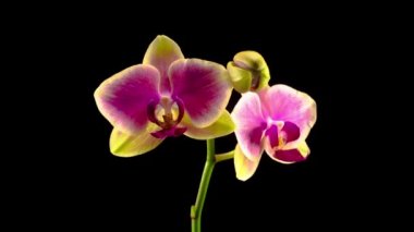 Çiçek açan Sarı - Siyah Arkaplanda Pembe Orkide Phalaenopsis Çiçeği. Zaman Süreleri.