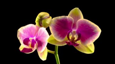 Çiçek açan Sarı - Siyah Arkaplanda Pembe Orkide Phalaenopsis Çiçeği. Zaman Süreleri.