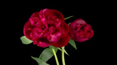 Şakayık çiçekleri. Siyah Arkaplanda İki Güzel Kırmızı Şakayık Çiçeği Açmanın Zaman Süreleri.