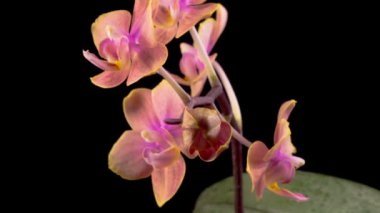 Orkide çiçekleri var. Kara Arkaplanda Güzel Şeftali Orkidesi Phalaenopsis Çiçeği açılıyor. Zaman Süreleri.