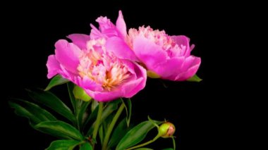 Siyah Arkaplanda Çiçeklenen İki Güzel Pembe Şakayık Çiçeğinin Zaman Süreleri.