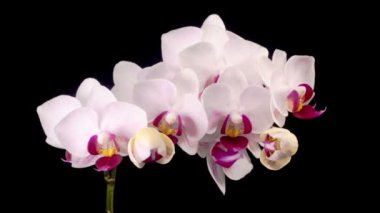 Orkide çiçekleri var. Çiçekli Beyaz Orkide Siyah Arkaplanda Phalaenopsis Çiçeği. Zaman aşımı. Kırmızı Dudak Orkidesi.