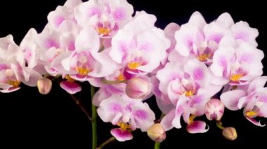 Orkide çiçekleri var. Kara Arkaplan 'da çiçek açan Pembe Orkide Phalaenopsis Çiçekleri. Zaman Süreleri.