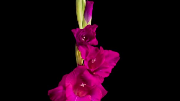 Fiori Gladiolo Viola Bellissimo Lasso Tempo Apertura Viola Gladiolo Fiore — Video Stock