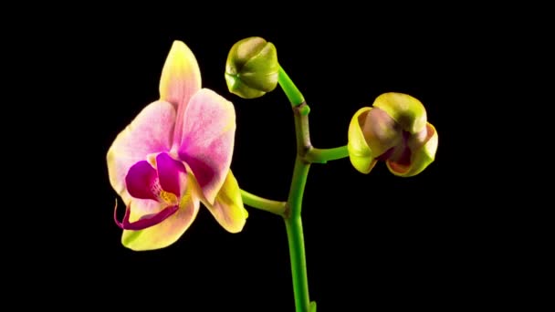 Blooming Yellow Pink Orchid Phalaenopsis Flower Black Background Time Lapse — Stock Video