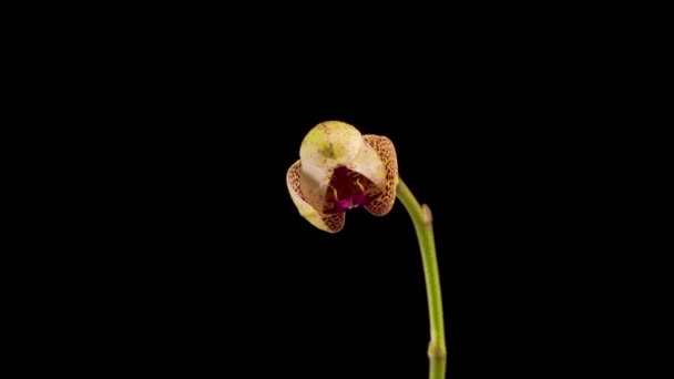 Blooming Yellow Magenta Orchid Phalaenopsis Flower Black Background Sesame Orchid — Stock Video