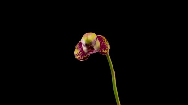 Virágzó Sárga Magenta Orchidea Phalaenopsis Virág Fekete Háttér Ősrobbanás Orchidea — Stock videók