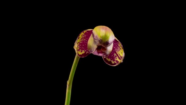 Çiçek Açan Sarı Magenta Orkide Phalaenopsis Çiçeği Siyah Arkaplanda Büyük — Stok video