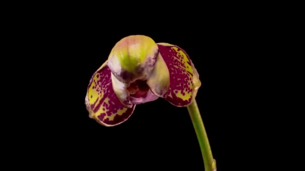 Bloeiend Geel Magenta Orchidee Phalaenopsis Bloem Zwarte Achtergrond Een Oerknal — Stockvideo