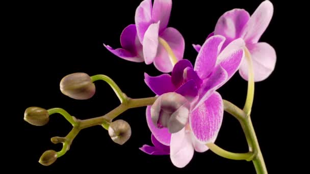 Orchidee Kwitnące Kwiat Phalaenopsis Fioletowy Kwiat Orchidei Czarnym Tle Purpurowa — Wideo stockowe
