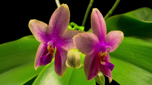 Flor Rosa Floreciente Phalaenopsis Orquídea Sobre Fondo Negro Tiempo Caducidad — Vídeos de Stock