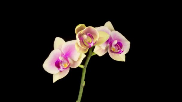 盛开的黄色粉红兰花在黑色背景上的花 时间流逝 — 图库视频影像