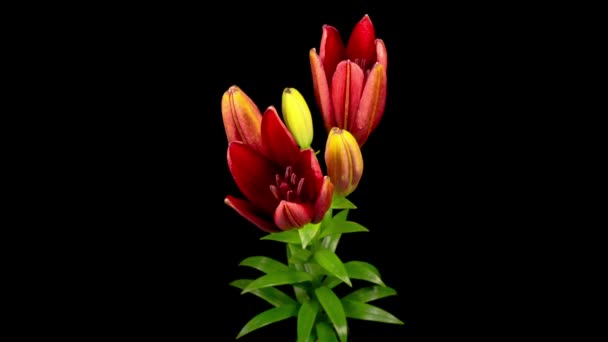 Красная Лили Блоссомс Time Lapse Opening Beautiful Red Lily Flower — стоковое видео