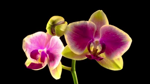 Bloeiende Geel Roze Orchidee Phalaenopsis Bloem Zwarte Achtergrond Tijdsverloop — Stockvideo