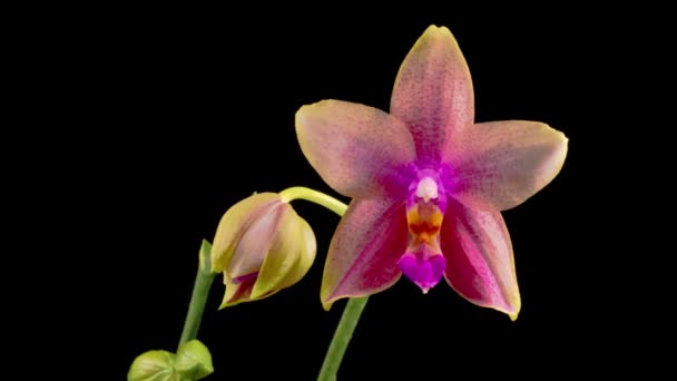 Flor Rosa Florescendo Phalaenopsis Orchid Fundo Preto Tempo Caducidade — Vídeo de Stock
