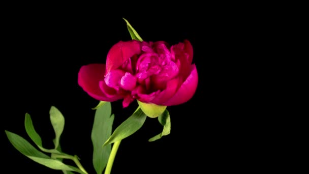 Peony Blossoms Lapso Tempo Abrir Belas Flores Peônia Vermelha Fundo — Vídeo de Stock