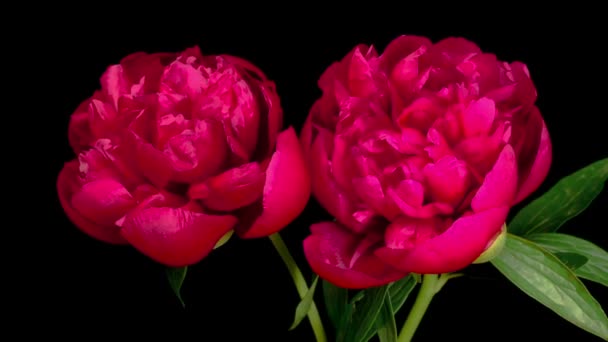 黑色背景下两朵美丽的红牡丹花的时光流逝 — 图库视频影像