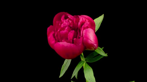 Time Lapse Beautiful Red Peony Flowers Blooming Black Background — Stock Video