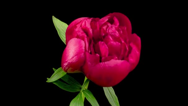 Time Lapse Beautiful Red Peony Flowers Blooming Black Background — Stock Video