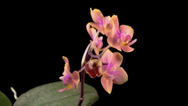 Orchideenblüten Eröffnung Schöne Pfirsich Orchidee Phalaenopsis Blume Auf Schwarzem Hintergrund — Stockvideo
