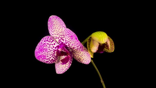 Kwitnący Żółty Magenta Orchidea Kwiat Phalaenopsis Czarnym Tle Orchidea Sezamkowa — Wideo stockowe