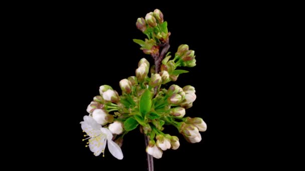 Flor Cerezo Flores Blancas Florece Las Ramas Cerezo Fondo Oscuro — Vídeo de stock